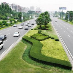 道路绿化苗木,小区道路两侧常用的绿篱植物,工厂道路绿化苗木