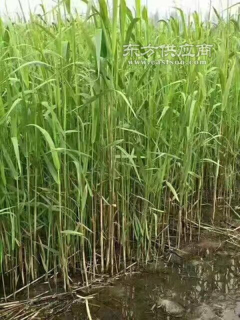 大量 耐寒芦苇苗 芦苇苗产地,芦苇苗图片