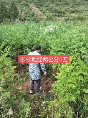 贵州柳杉苗销售-顺通苗木-贵州柳杉苗采购