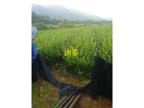 上饶油茶苗价格之影响高产油茶苗价格的因素