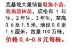 6厘米蒙古栎,想要成活率高的蒙古栎就来三人行苗圃-清原满族自治县三人行苗圃提供6厘米蒙古栎,想要成活率高的蒙古栎就来三人行苗圃的相关介绍、产品、服务、图片、价格火炬树、五角枫、蒙古栎、丛生五角枫、丛生蒙古栎、油松、